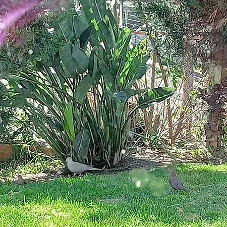 Terreno Mimosas منزل للإقامة