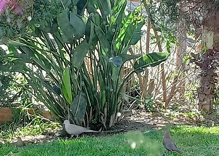 Terreno Mimosas Accommodatie bij particulieren